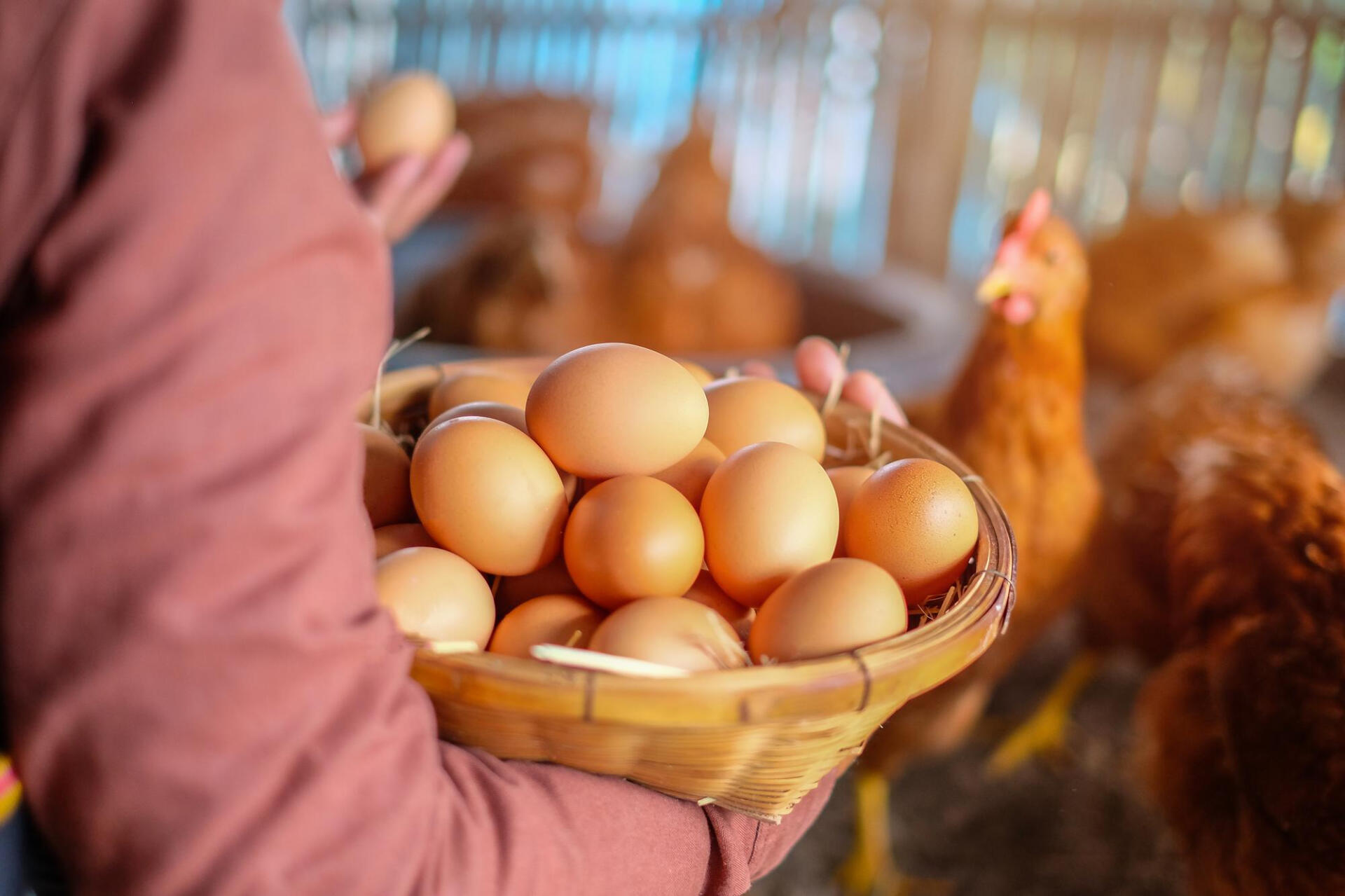 Oeufs de poule plein air Ferme Dubarry Lectoure
